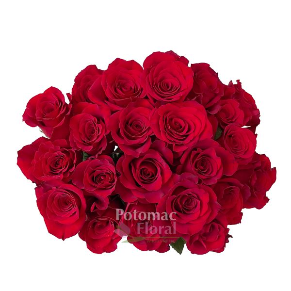 Premium Ecuadorian Freedom Rose, Red- 60 cm - Potomac Floral Wholesale